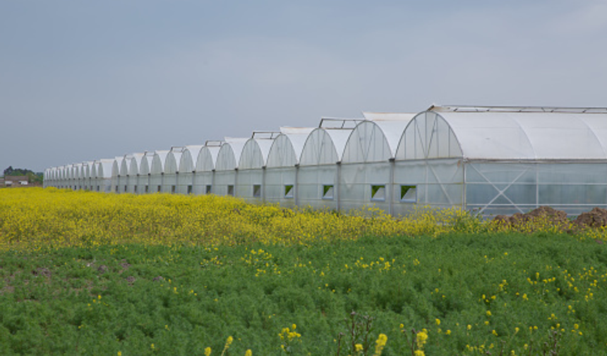 Tarım ve Doğal Kaynaklar Bakanlığı 2025 fide destek ödemelerini yaptığını duyurdu