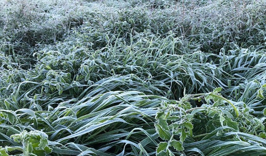 Yarın ve cuma don bekleniyor