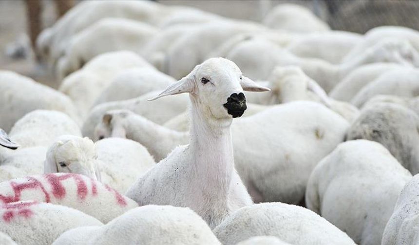 Brucella tazminatları ödendi