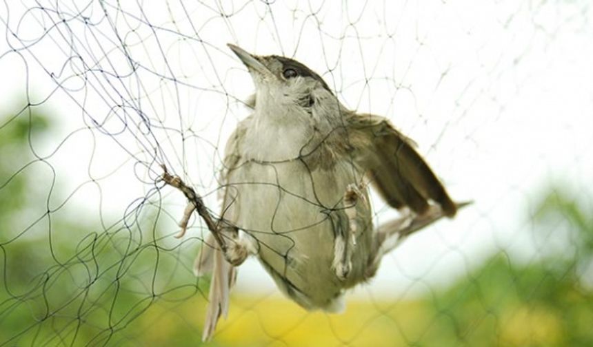 KUŞKOR İnce Av'ın mart ortasına uzatılmasının yaban hayata zarar vereceği uyarısında bulundu