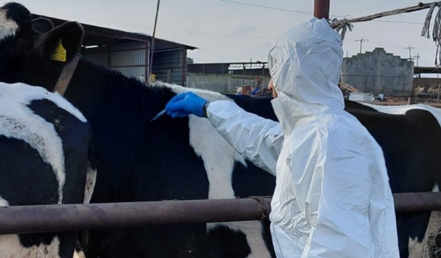 Güney Kıbrıs’a 10 bin doz şap aşısı teslim edildi