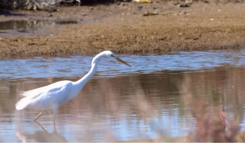 MAKAMER: Sulak alanlar iklim kriziyle mücadelede hayati önemde
