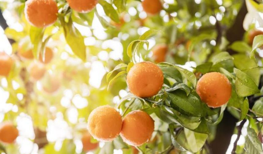 Narenciye İhracatçı Birlikleri: Grev nedeniyle bekletilen ürünler bozulmadan çözüm gerekiyor