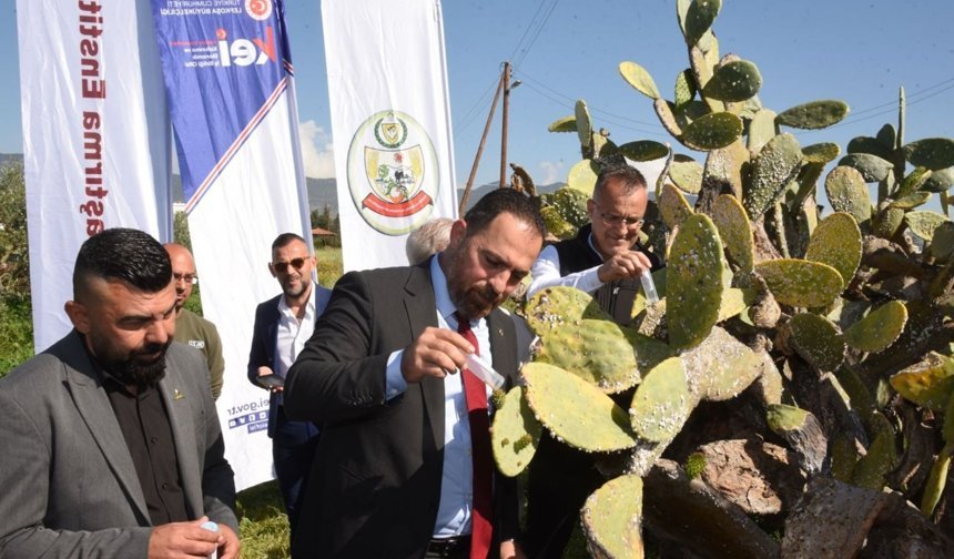 Babutsa koşniline karşı doğaya ilk kez avcı böcek bırakıldı