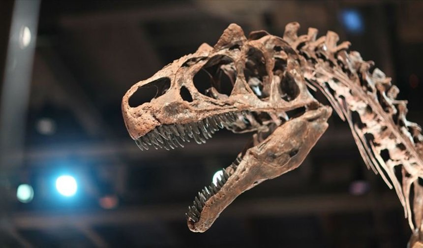 Tayland'da yeni bir dinozor türüne ait kalıntılar bulundu