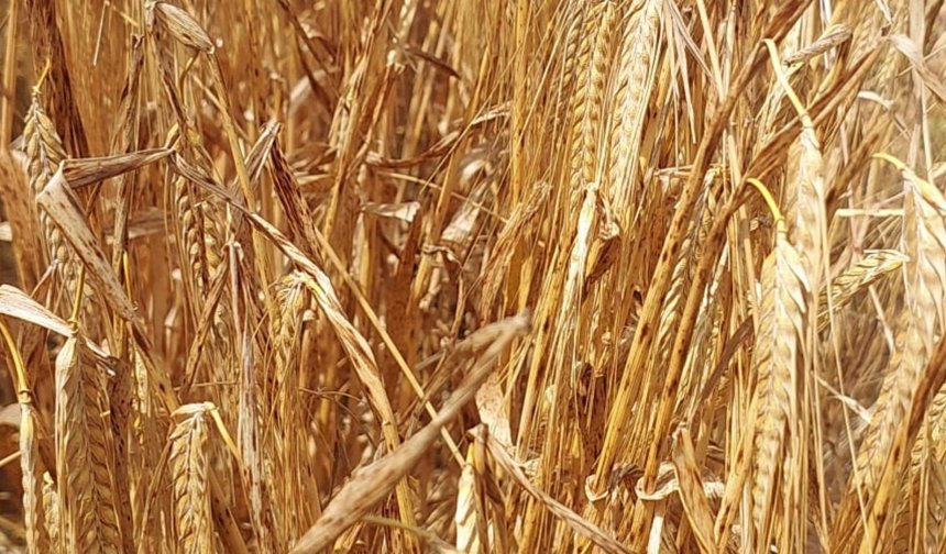 Mormenekşe'deki deneme parsellerinde 4 arpa çeşidi öne çıktı