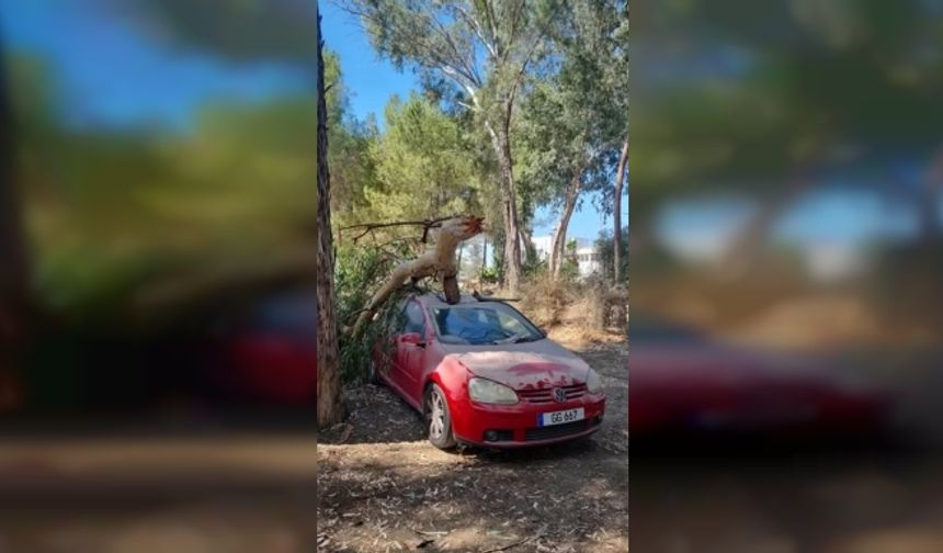 Suriçi'ndeki budama tartışmasına Harmancı'dan yanıt