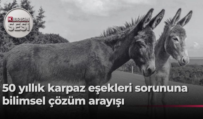 Karpaz Koruma Derneği Başkanı Çebi, devleti, Karpaz’daki yabani eşek projesini sahiplenmeye çağırdı, halktan destek iste