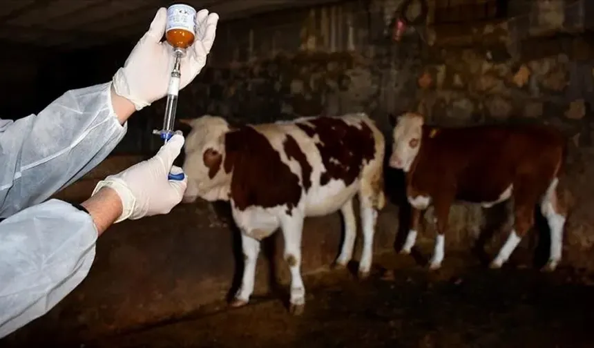 Kıbrıs'ın güneyinde şapla mücadelede yeni uygulama