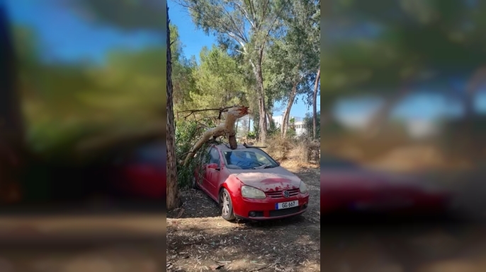 Suriçi'ndeki budama tartışmasına Harmancı'dan yanıt
